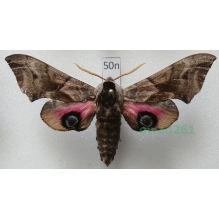 Smerinthus ocellata (Linnaeus, 1758) Poland50n